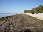 Beach rock along the southern margin of Heron Island. The rock is covered at high tide.